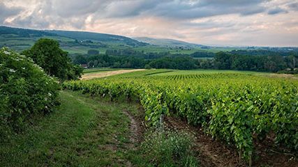 Ausschnitt aus einem Weinberg.