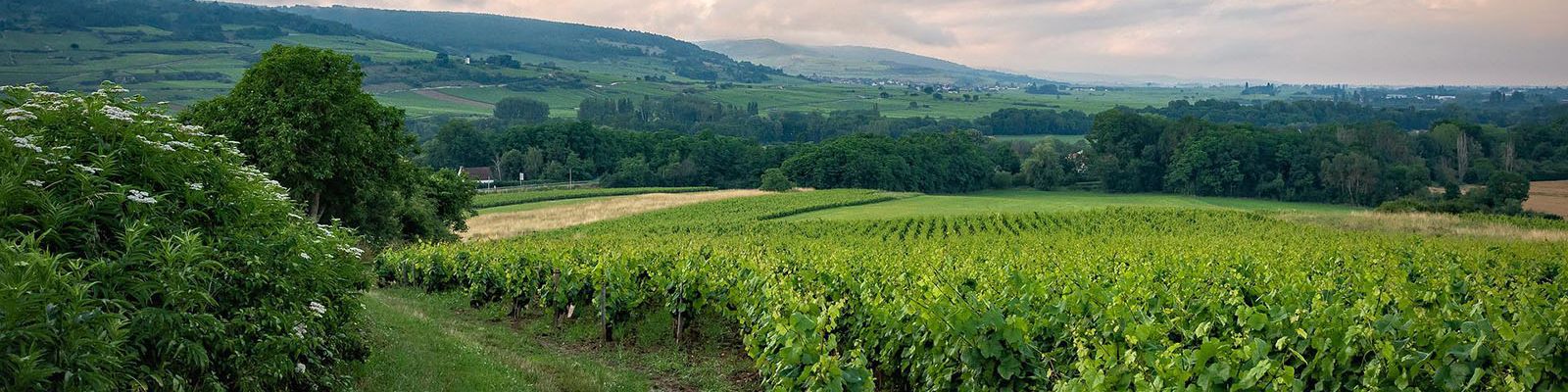 Ausschnitt aus einem Weinberg.